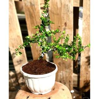 Chậu cây sam trái Bonsai