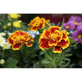 HẠT GIỐNG HOA CÚC VẠN THỌ PHÁP