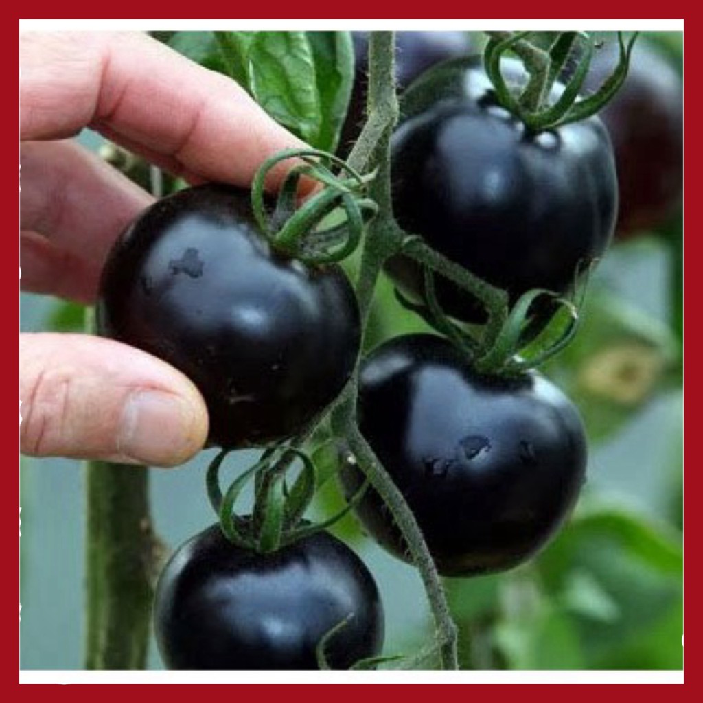 Hạt giống Cà chua đen F1 (10 hạt)