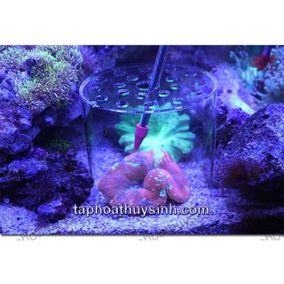 HỘP CHỤP THỨC ĂN và BỘ ỐNG DÀI CHO CÁ VÀ SAN HÔ ĂN Red Starfish 35cm + 55cm