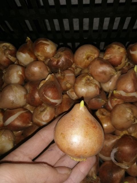 Combo 3 củ hoa tulip màu vàng siêu đẹp