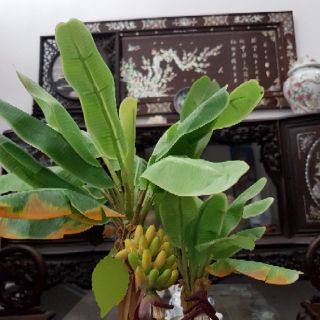 Cây chuối đôi mini để bàn