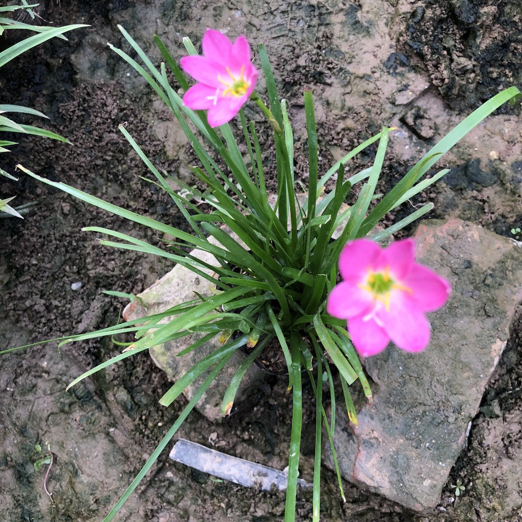 CÂY TÓC TIÊN HOA (HUỆ MƯA, RAIN LILY) TRỒNG BỊCH ĐEN CAO 10-15CM NHIỀU NHÁNH SUM SUÊ HOA NỞ ĐẸP