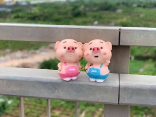 Heo đất cute