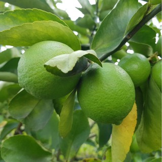 Cây 🌲 Chanh Giấy Ko hạt... đang trái to