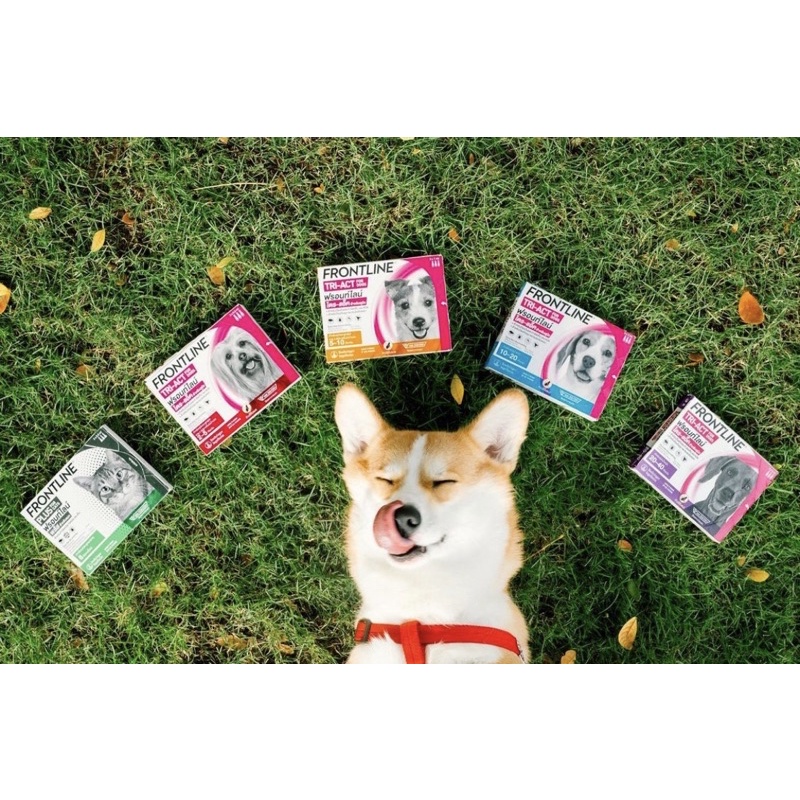 Frontline Tri-act nhỏ gáy cho chó bảo vệ cún cưng khỏi ve rận, bọ chét , ruồi muỗi