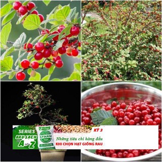 Hạt giống quả anh đào 5 hạt/ gói