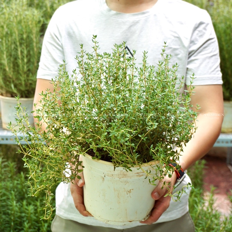 Cây Xạ Hương Thyme JUN GARDEN