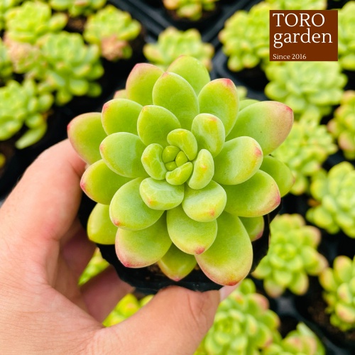 Sen đá sỏi thiên thanh xanh Đà Lạt size bé cây cảnh trang trí nhà cửa Toro garden