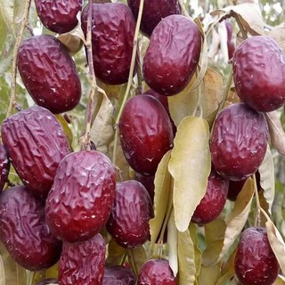 Táo đỏ - Hồng táo