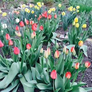 Củ hoa Ly giống, củ hoa Tulip