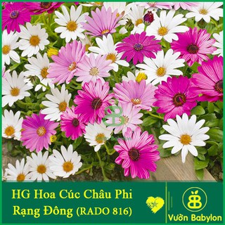 Hạt Giống Hoa Cúc Châu Phi Nhiều Màu F1