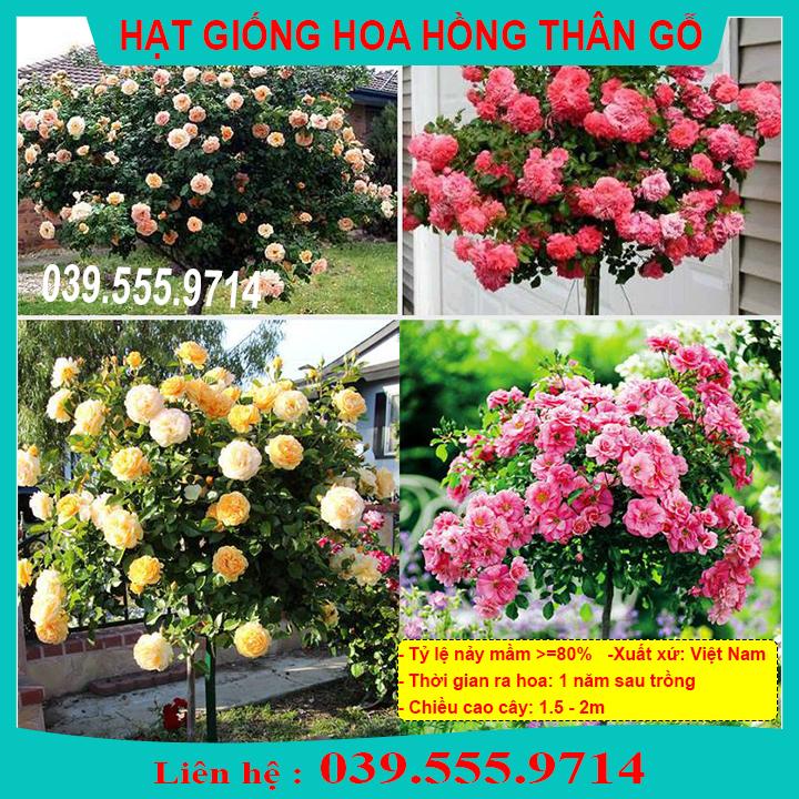 HẠT GIỐNG HOA HỒNG THÂN GỖ  GIỐNG CHUẨN, TỶ LỆ NẢY MẦM CAO