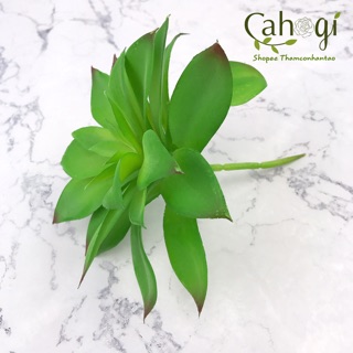 Cây Giả - Sen Đá Cỡ Lớn Hoa To SP090973