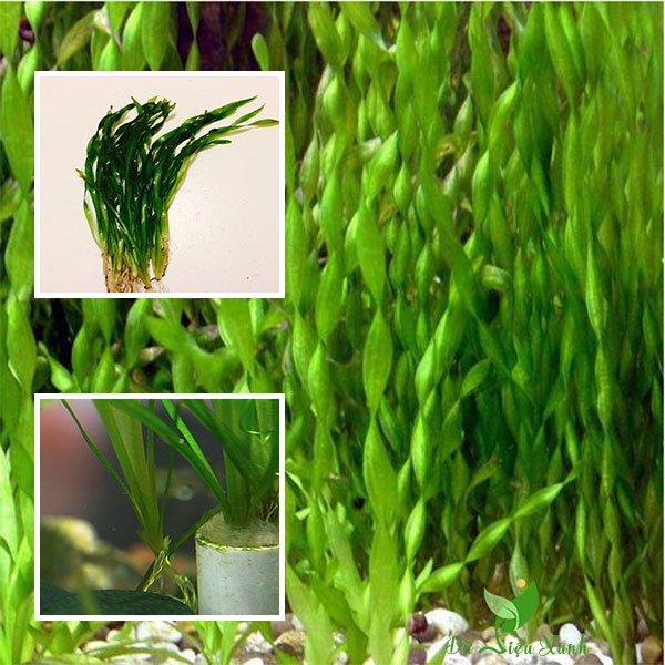 CÂY THUỶ SINH HẸ XOẮN