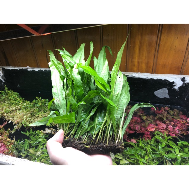 Dương xỉ Java thuỷ sinh
