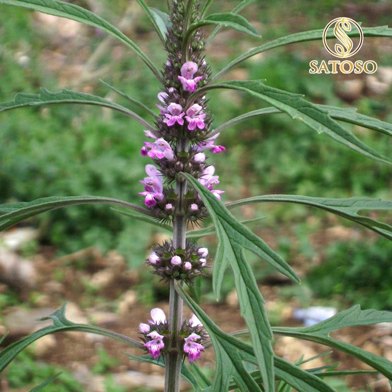 Ích mẫu khô thượng hạng giúp điều kinh SATOSO 1kg SA72