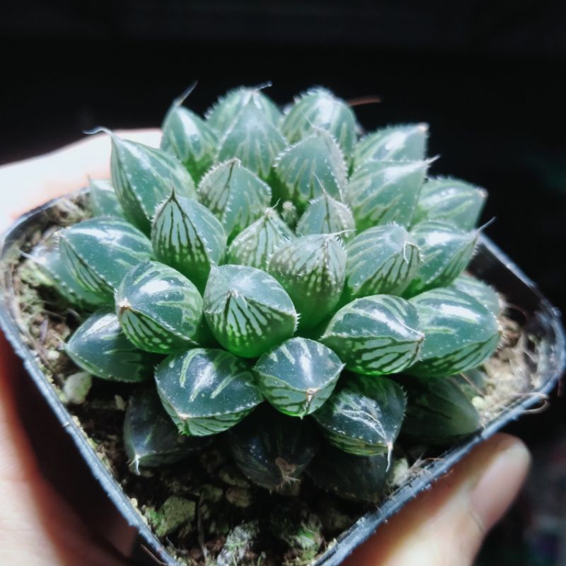 Sen đá Haworthia- Ngọc Lona