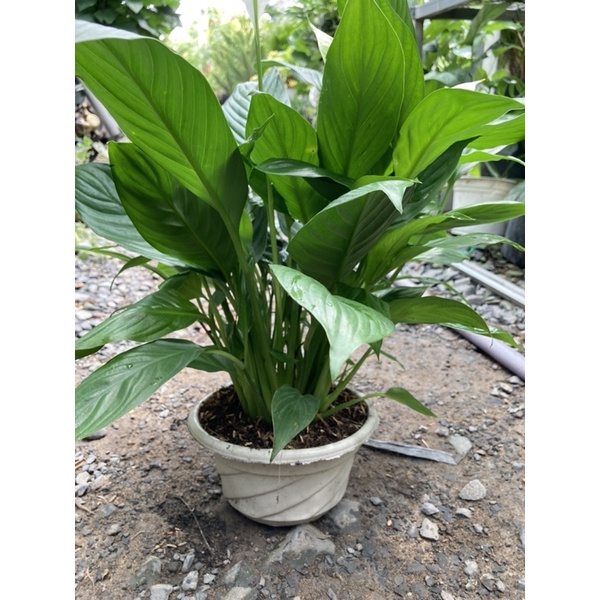 Lan ý thái siêu bông