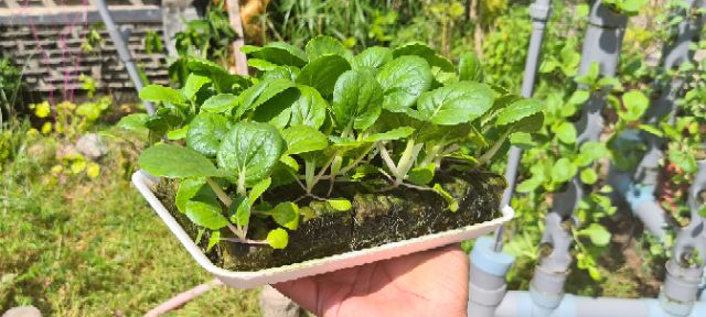 1 Giá thể gieo hạt giống, giá thể ươm hạt giống rau chuyên dụng Erovolca 48 viên