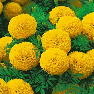 Hạt Giống Hoa Vạn Thọ Vàng chanh