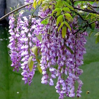 Cây hoa tử đằng nhật bảo tím leo, vòng hoa siêu đẹp