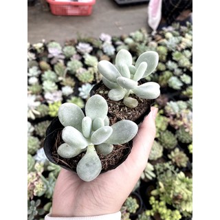 Sen đá sỏi trắng. sỏi trắng
