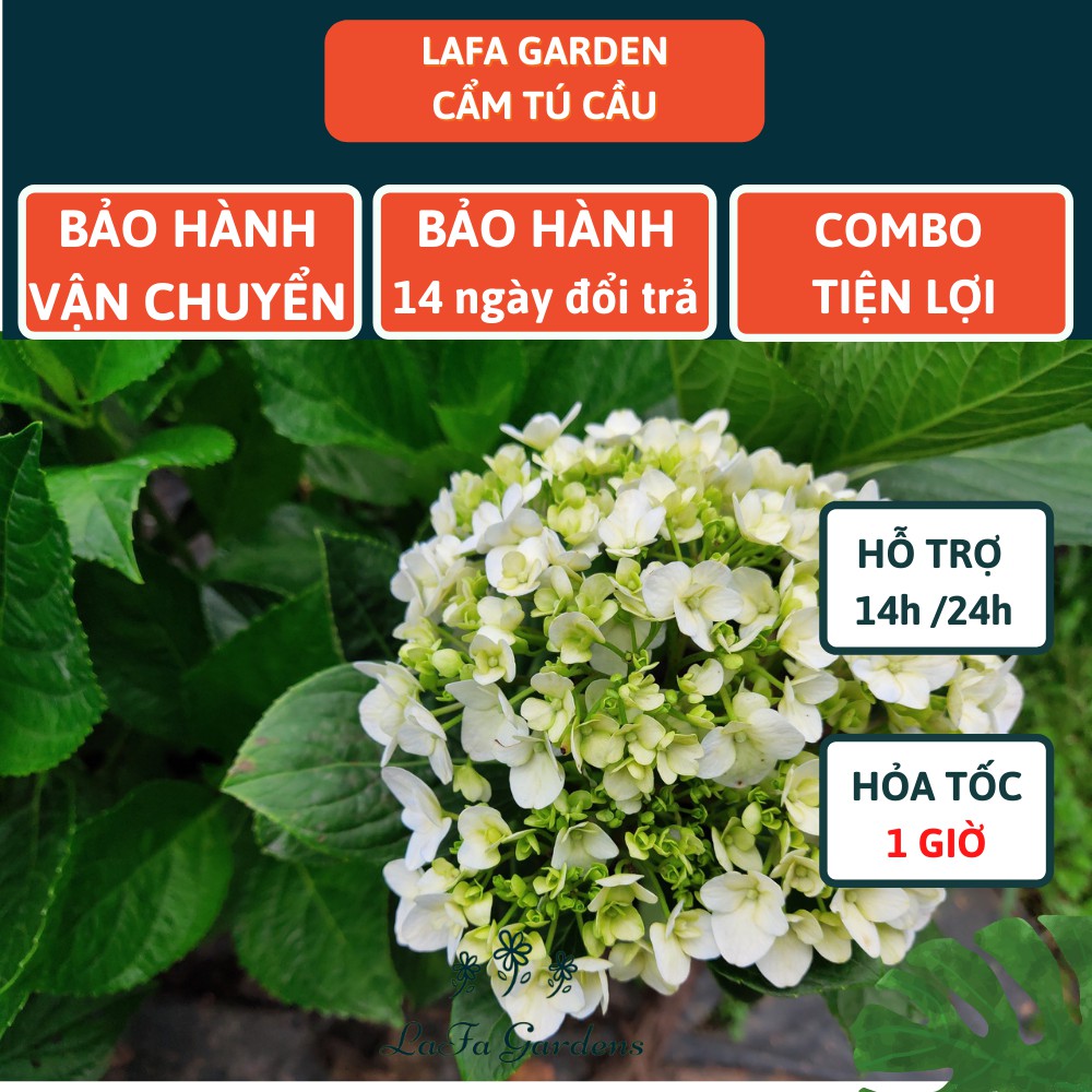 Cây cẩm tú cầu Nhật, kích thước ( 35-50cm) có bầu đất khỏe mạnh, giống chịu nhiệt ra hoa đẹp, sản xuất Lafa Garden