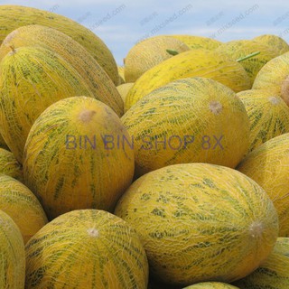 HẠT GIỐNG DƯA LƯỚI VÀNG - 10 HẠT