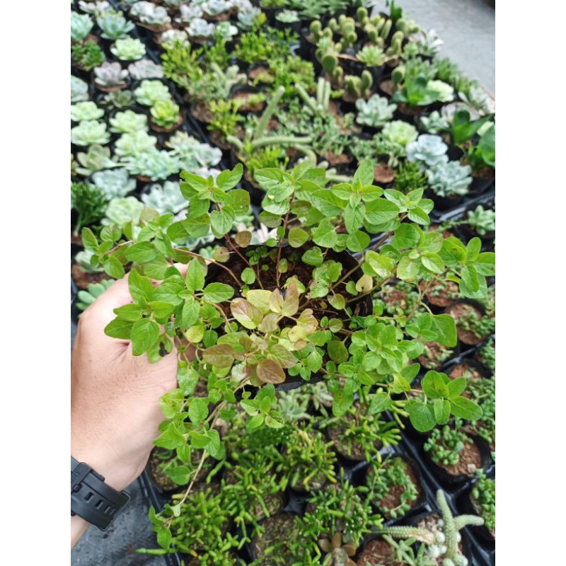 Cây kinh giới cay Oregano