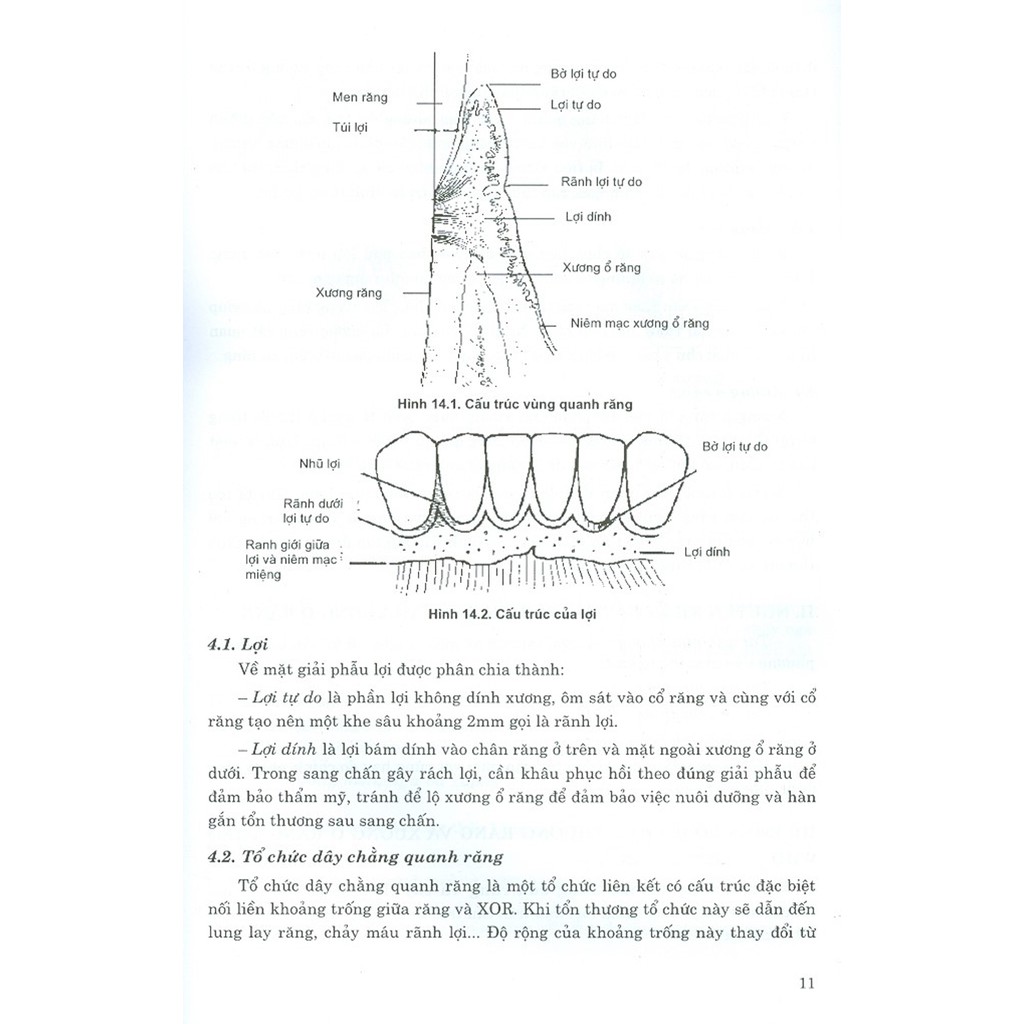 Sách - Phẫu Thuật Trong Miệng - Tập 2 (Dùng Cho Sinh Viên Chuyên Khoa Răng Hàm Mặt)