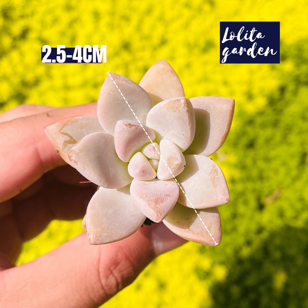 Sen đá pink gem Đà Lạt size mini cây cảnh trang trí nhà cửa Lolita garden