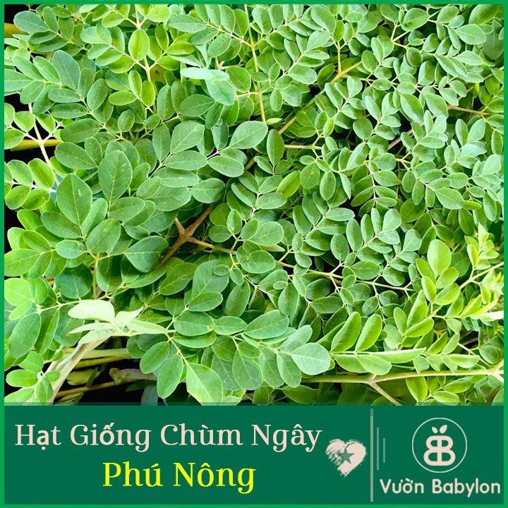 Hạt Giống Chùm Ngây Phú Nông Dễ Trồng