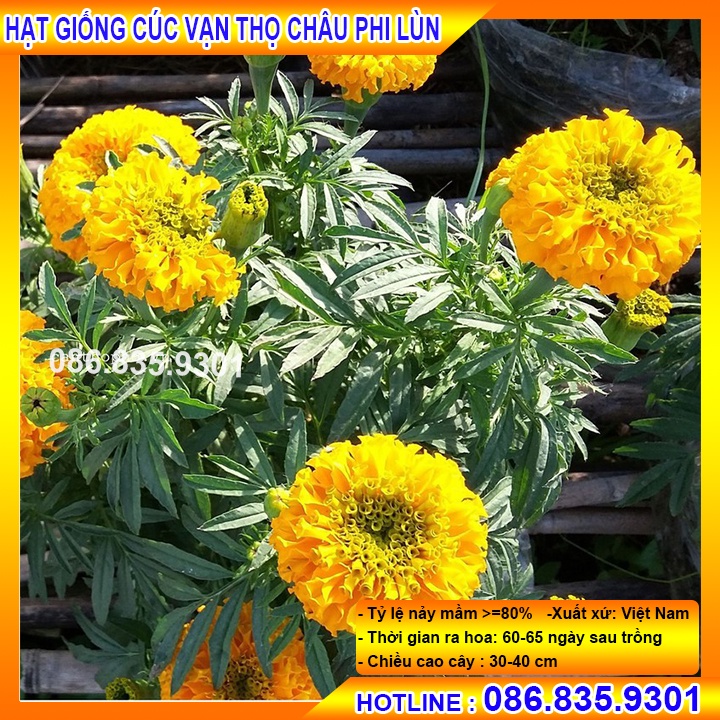 HẠT GIỐNG HOA CÚC VẠN THỌ CHÂU PHI LÙN CHẤT LƯỢNG CAO, GIỐNG CHUẨN NẢY MẦM NHANH