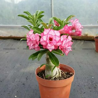 HOA SỨ THÁI