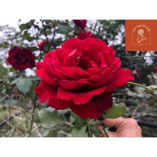 Hoa hồng cổ Hải Phòng ♥️Freeship♥️cây leo cực Phẩm-HoaTươiMêlinh 🌳Mua 5 tặng 1🌳