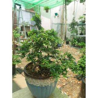 linh sam bonsai mini TẶNG CHẬU