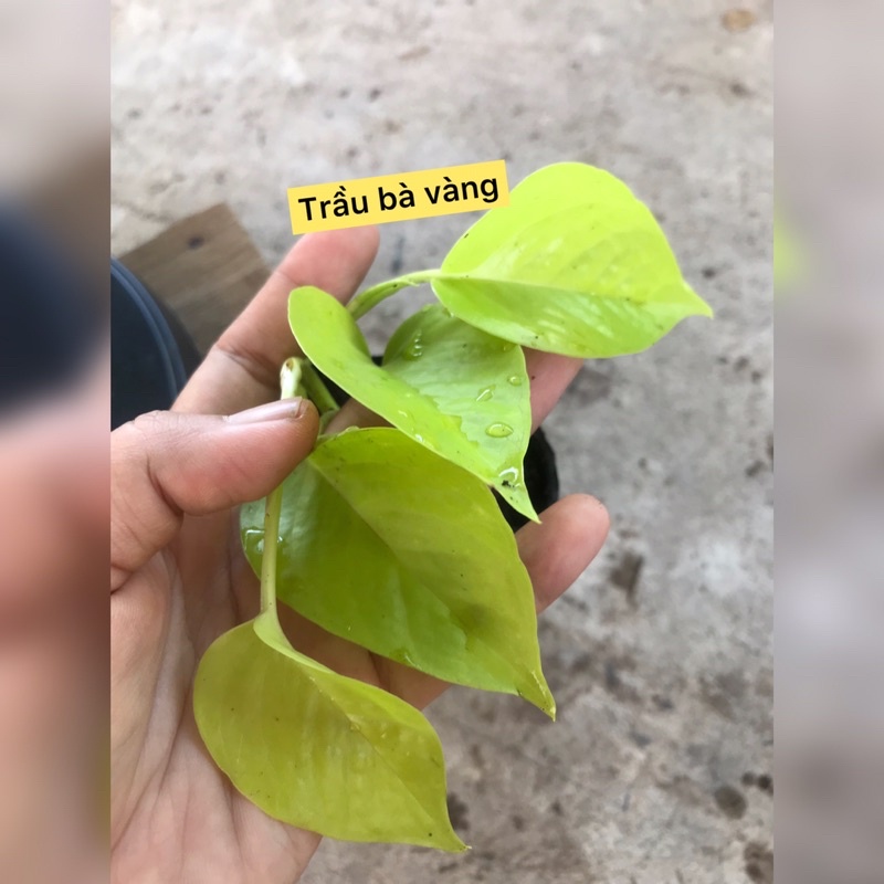 caykiengsadec - combo 8 loại trầu bà - hoa kiểng lá trang trí nội thất cảnh quan sân vườn ngoài trời