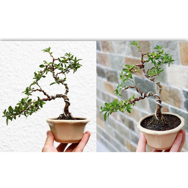 CHẬU BẠCH TUYẾT MAI--CÂY NGÀN SAO--SIÊU ĐẸP