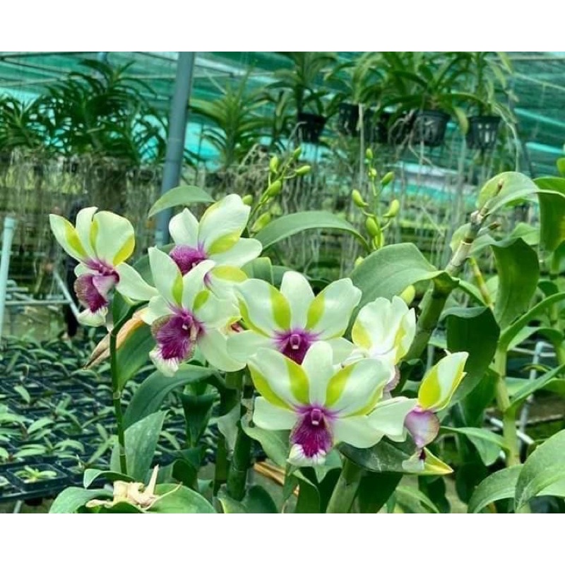 Lan Denro mắt rồng cây tơ