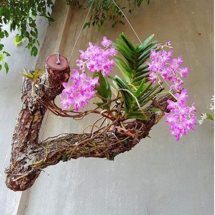 COMBO 3 CÂY 3 LOẠI HOA LAN QUẾ TÍM , SÓC LÀO , HỎA HOÀNG CAM