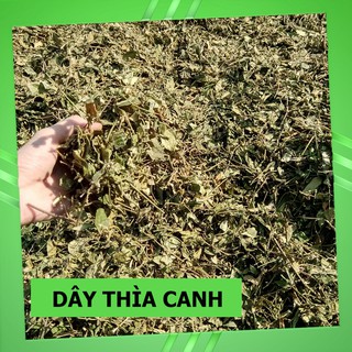 Dây Thìa Canh Thái Nguyên 💚FREESHIP💚 Thảo Dược Tây Bắc