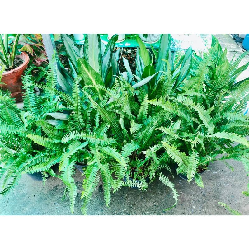 Cây Dương Xỉ lá me