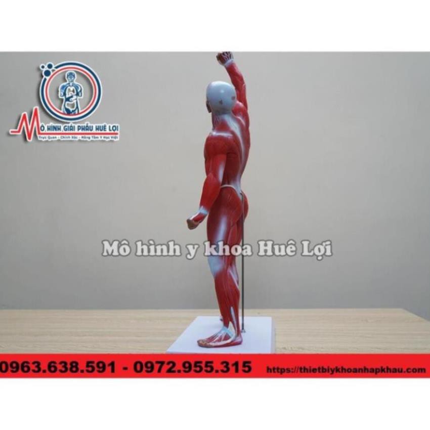 MÔ HÌNH GIẢI PHẪU TOÀN BỘ LỚP CƠ NÔNG CỦA CƠ THỂ NGƯỜI
