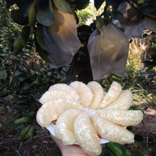 BƯỞI DIỄN SỊN ( BAO NGỌT)