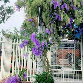 Mai xanh thái hoa nở quanh năm