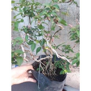 hồng ngọc mai bonsai đẹp