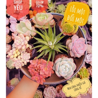 Combo 10 cây sen đá ngẫu nhiên