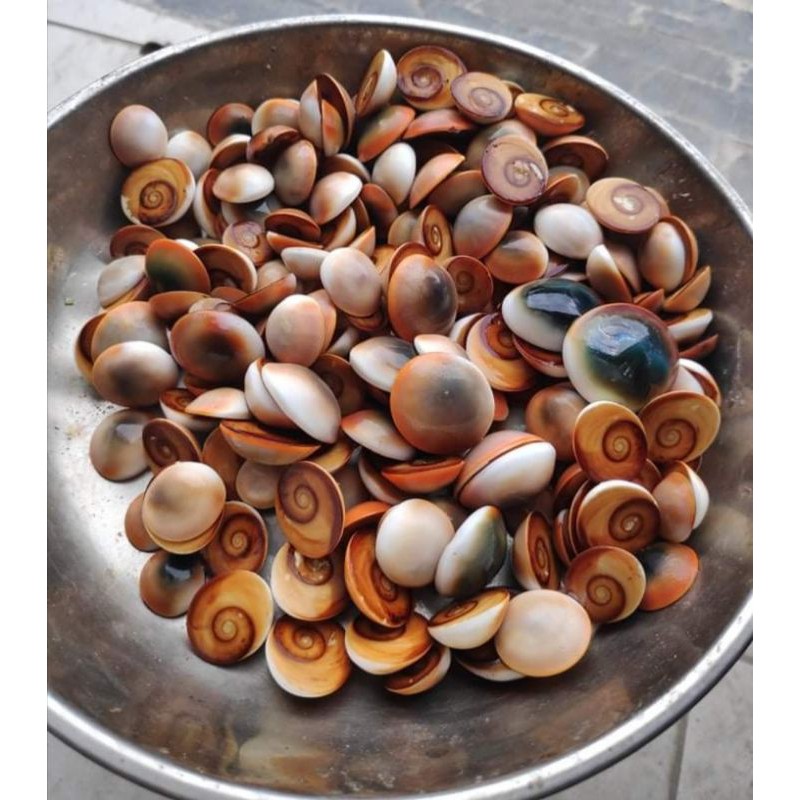 ốc uyên ương hồ điệp 🐚🐚🐚🐚