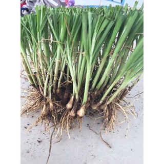 Củ hẹ _ Cây hẹ giống_hẹ 1kg củ